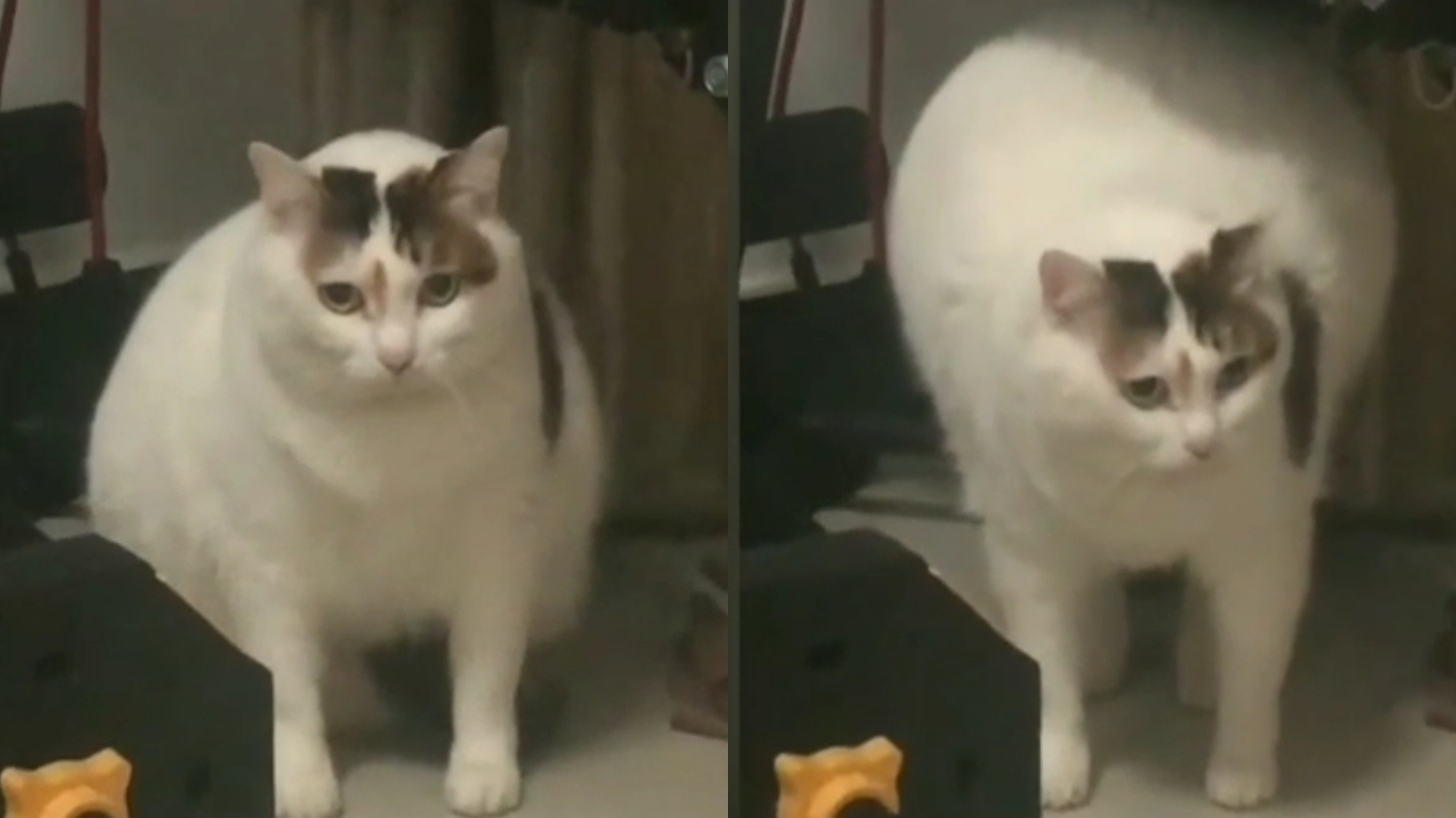 你告诉我这是猫?我读书少别骗我~